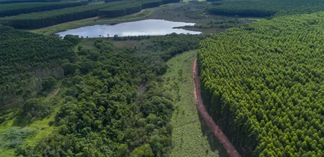 Valmet fornecerá fábrica de celulose completa com soluções de automação e válvulas para Arauco no Brasil O maior projeto de produção de celulose do mundo é nosso